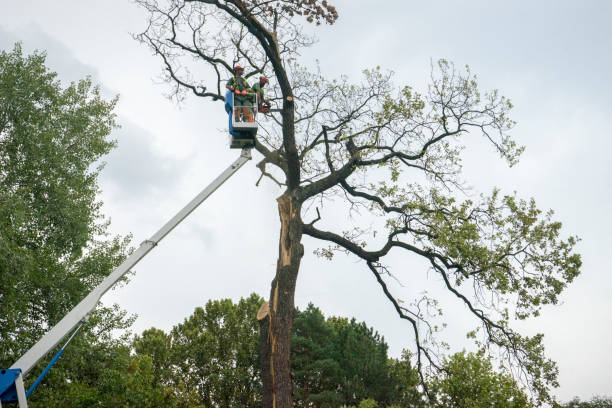 Trusted East Dennis, MA Tree Removal Services Experts